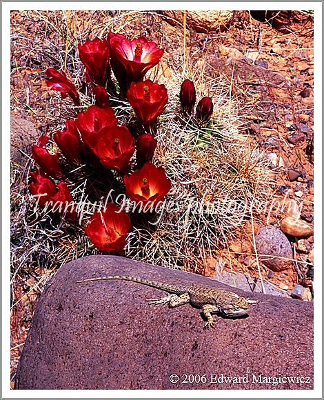 450458    A lizard sun bathing and cactus flowers 